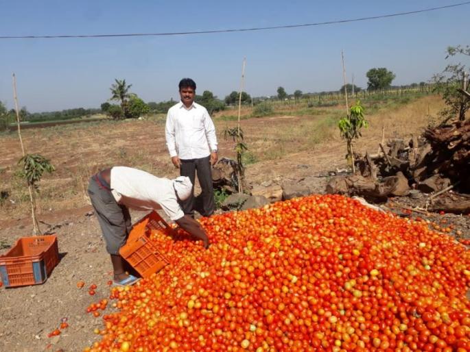 Tomato animals because there is no emotion | भावच नसल्याने टोमॅटो जनावरांना