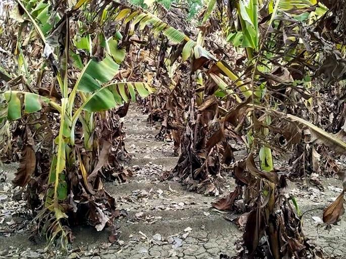 Water shortage hit bananas | पाणीटंचाईचा केळीस फटका Water shortage hit bananas | पाणीटंचाईचा केळीस फटका