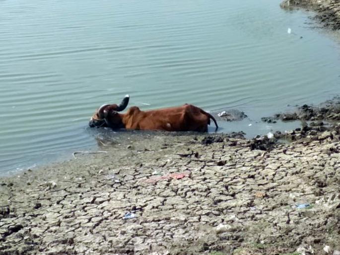 The excitement caused by four animals caught in a lake pavement | चार जनावरे तलावाच्या गाळात फसल्याने खळबळ The excitement caused by four animals caught in a lake pavement | चार जनावरे तलावाच्या गाळात फसल्याने खळबळ