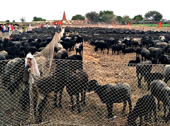 Crowd for Balmama's sheep | बाळूमामाच्या मेंढ्या दर्शनासाठी गर्दी
