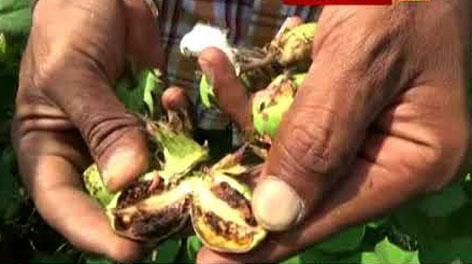 Complaint over 1 lakhs | जालना जिल्ह्यात बोंडअळीच्या नुकसान भरपाईसाठी तब्बल १ लाखावर तक्रारी Complaint over 1 lakhs | जालना जिल्ह्यात बोंडअळीच्या नुकसान भरपाईसाठी तब्बल १ लाखावर तक्रारी