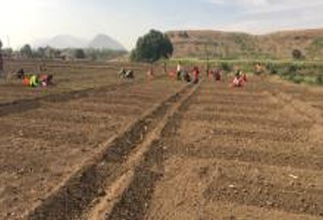 Onion cultivation continues everywhere in the Ootur area | ओतूर परिसरात कांदा लागवड सर्वत्र सुरू