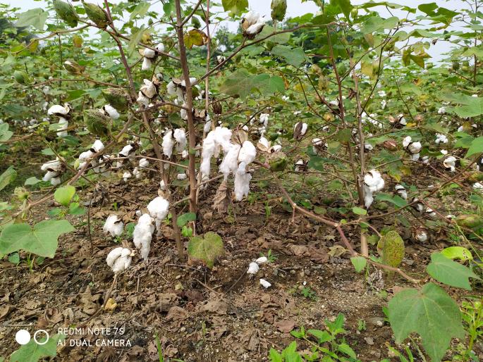 The return rain also blackened the white gold | परतीच्या पावसाने पांढरे सोनेही काळवंडले The return rain also blackened the white gold | परतीच्या पावसाने पांढरे सोनेही काळवंडले