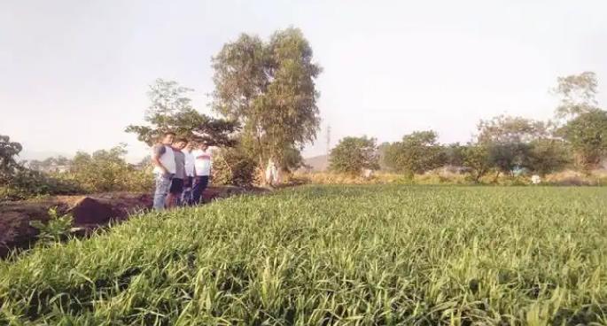 Wheat crop flourishes in rice fields | तांदळाच्या आगारात गव्हाचे पीक जोमात