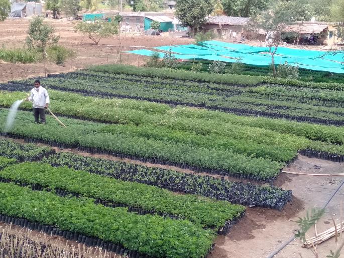 2 lakh 65 thousand nurseries in nursery await water | नर्सरीतील २ लाख ६५ हजार रोपे पाण्याच्या प्रतिक्षेत