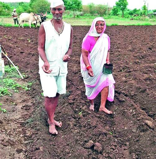 Most sowing of maize | मक्याची सर्वाधिक पेरणी Most sowing of maize | मक्याची सर्वाधिक पेरणी
