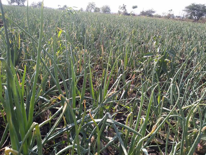 Gold is ripe, but it is not sold ... Leave the profit, will the expenses go away? | सोनं पिकलं हो, पण विकत नाही... नफा सोडा, खर्च तर निघंल का? Gold is ripe, but it is not sold ... Leave the profit, will the expenses go away? | सोनं पिकलं हो, पण विकत नाही... नफा सोडा, खर्च तर निघंल का?