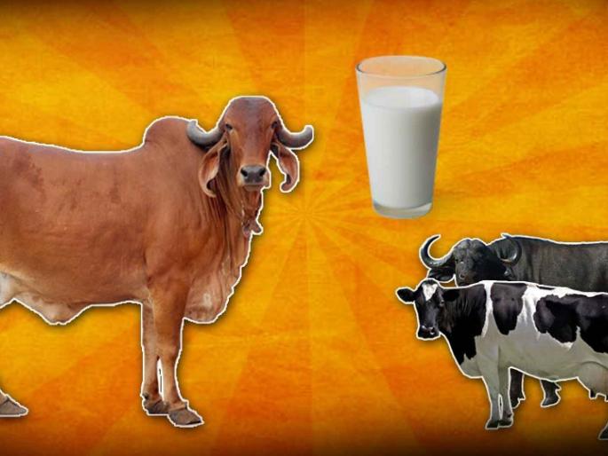 Milk business in crisis due to rising milk prices | दुधाळ जनावरांच्या किमती वाढल्याने दुग्ध व्यवसाय संकटात Milk business in crisis due to rising milk prices | दुधाळ जनावरांच्या किमती वाढल्याने दुग्ध व्यवसाय संकटात