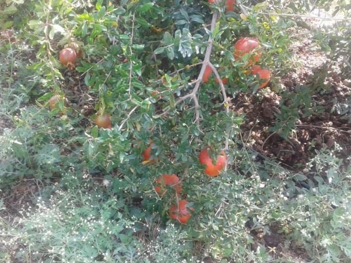 Due to Bamosomic Rainfall Damage of Crops | दसाणेत बेमोसमी पावसाने पिकांचे नुकसान