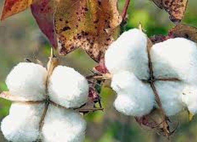 CCI's cotton procurement center will be started in Shahada | शहाद्यात सीसीआयचे कापूस खरेदी केंद्र सुरू होणार CCI's cotton procurement center will be started in Shahada | शहाद्यात सीसीआयचे कापूस खरेदी केंद्र सुरू होणार