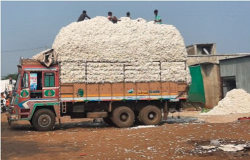 Despite the open market attack on cotton procurement, CCI has crossed Rs 2 lakh | कापूस खरेदीवर ओपन मार्केटचा वार तरीही सीसीआय दोन लाखांच्या पार Despite the open market attack on cotton procurement, CCI has crossed Rs 2 lakh | कापूस खरेदीवर ओपन मार्केटचा वार तरीही सीसीआय दोन लाखांच्या पार
