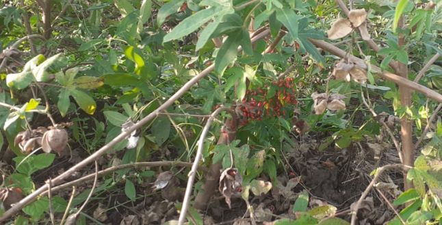 Pest infestation on cotton | कापसावर किटकांचा प्रादुर्भाव Pest infestation on cotton | कापसावर किटकांचा प्रादुर्भाव