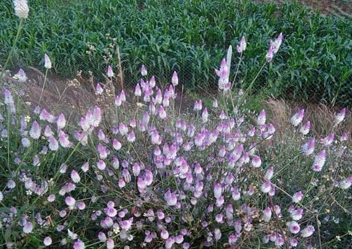 Healthy Vegetables in Satpuda | सातपुड्यात आरोग्यवर्धक रानभाजी Healthy Vegetables in Satpuda | सातपुड्यात आरोग्यवर्धक रानभाजी