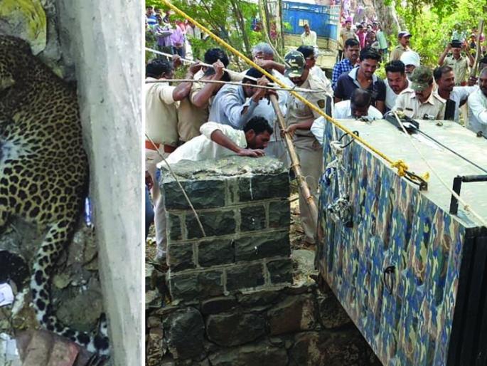 Pupils in the well at Wardhe Tambhe are safe | वर्ढे टेंभे येथे विहिरीत पडलेला बिबट्या सुखरुप