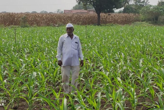 Following kharif, now maize is also planted in Rabbi | खरीपा पाठोपाठ आता रब्बीतही मका लागवड Following kharif, now maize is also planted in Rabbi | खरीपा पाठोपाठ आता रब्बीतही मका लागवड