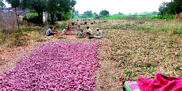 Will the onion growers cry? | कांदा उत्पादकांना रडवणार? Will the onion growers cry? | कांदा उत्पादकांना रडवणार?