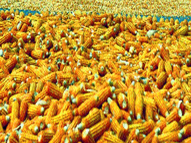 Set up a shopping center for maize, turkey at Nandgaon | नांदगाव येथे मका, तूर खरेदीसाठी केंद्र सुरू करा
