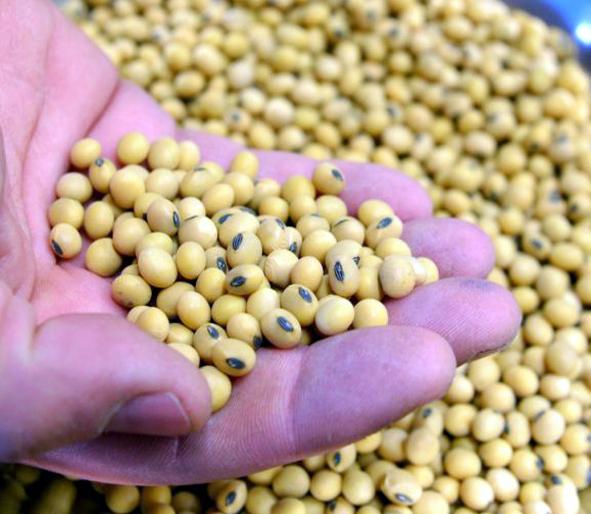 Parbhani Bazar Samiti: 13 crores turnover in e-name | परभणी बाजार समिती:ई-नाममध्ये १३ कोटी रुपयांची उलाढाल