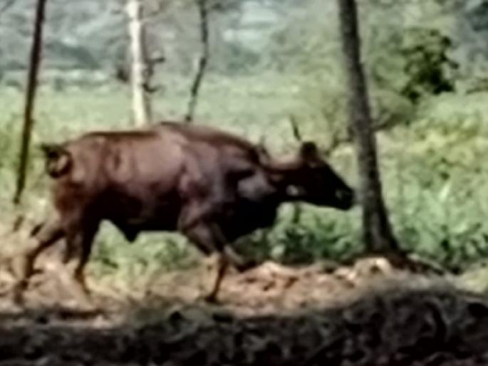 gaur attack on school student in Punwat Sangli | Sangli: पुनवतमध्ये शाळकरी विद्यार्थ्यावर गव्याचा हल्ला, शिंग कपड्यात अडकून कपडे फाटले अन् दूरवर फेकले