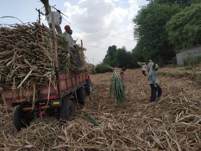 Use of sugarcane has increased due to cattle consumption | जनावरांच्या चा-यासाठी उसाचा वापर वाढला Use of sugarcane has increased due to cattle consumption | जनावरांच्या चा-यासाठी उसाचा वापर वाढला