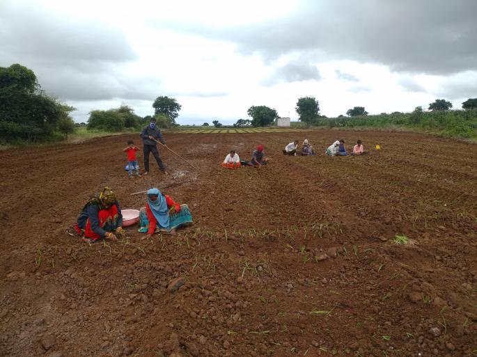 Onion cultivation started in Rajapur area | राजापूर परिसरात कांदा लागवड सुरु Onion cultivation started in Rajapur area | राजापूर परिसरात कांदा लागवड सुरु
