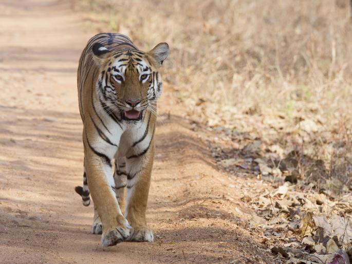 Although Gujarat's Tiger dominates the country, the glory of displaying tigers in Gujarat is only in Khandesh | गुजरातच्या ‘वाघा’चे देशावर अधिराज्य असले तरी, गुजरातला वाघांचे दर्शन घडवण्याचे वैभव फक्त खान्देशातच Although Gujarat's Tiger dominates the country, the glory of displaying tigers in Gujarat is only in Khandesh | गुजरातच्या ‘वाघा’चे देशावर अधिराज्य असले तरी, गुजरातला वाघांचे दर्शन घडवण्याचे वैभव फक्त खान्देशातच