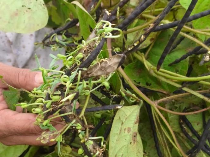 Damage to cotton due to continuous rains | सततच्या पावसाने सडून कपाशीचे नुकसान Damage to cotton due to continuous rains | सततच्या पावसाने सडून कपाशीचे नुकसान