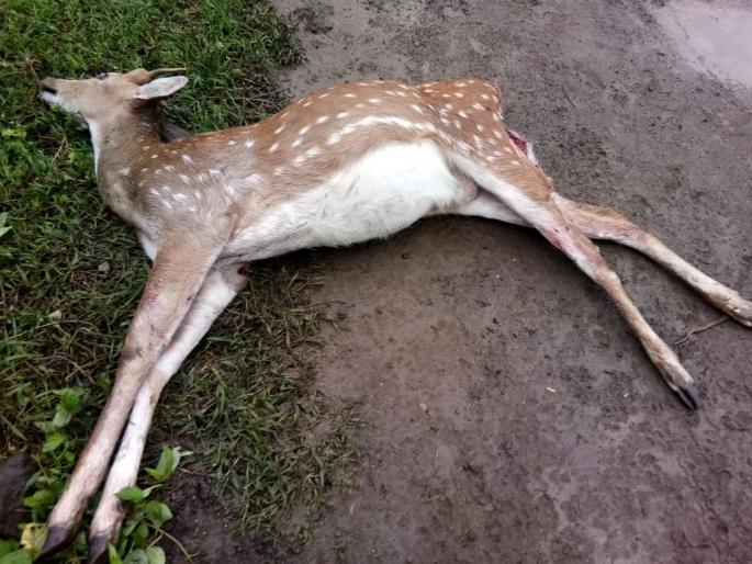 Chital killed in dog attack in Muktainagar | मुक्ताईनगरात कुत्र्यांच्या हल्ल्यात चितळ ठार Chital killed in dog attack in Muktainagar | मुक्ताईनगरात कुत्र्यांच्या हल्ल्यात चितळ ठार