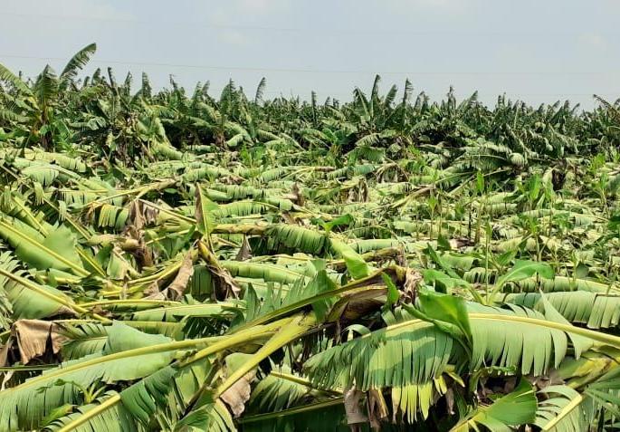 417.4 hectares of bananas affected in 30 villages in Raver taluka | रावेर तालुक्यात ३० गावातील ४१७.४ हेक्टर केळी बाधित
