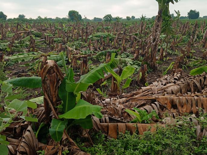 Banana orchards destroyed in Muktainagar taluka due to strong winds | मुक्ताईनगर तालुक्यात वादळी वाऱ्याने केळी बागा उद्ध्वस्त Banana orchards destroyed in Muktainagar taluka due to strong winds | मुक्ताईनगर तालुक्यात वादळी वाऱ्याने केळी बागा उद्ध्वस्त