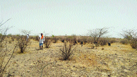 Thorned bongarwadi to die for motad! | तुडुंब झालेली बनगरवाडी पाण्यासाठी मोताद! Thorned bongarwadi to die for motad! | तुडुंब झालेली बनगरवाडी पाण्यासाठी मोताद!