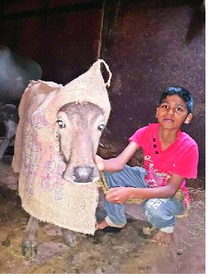 Mahabaleshwar lost; Mercury at 4 degrees | महाबळेश्वर गारठले; पारा १५ अंशांवर