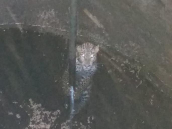 Bidat is lying in the well in Nanduramdhameshwar | नांदूरमधमेश्वर येथे विहिरीत पडलेल्या बिबट्याला जीवदान Bidat is lying in the well in Nanduramdhameshwar | नांदूरमधमेश्वर येथे विहिरीत पडलेल्या बिबट्याला जीवदान