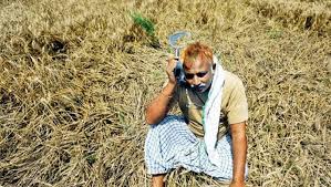 Farmers angry over faulty seeds | बियाणे सदोष निघाल्याने शेतकरी संतप्त Farmers angry over faulty seeds | बियाणे सदोष निघाल्याने शेतकरी संतप्त