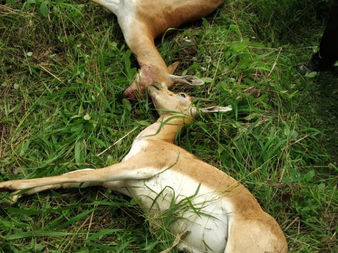 Sinnar was hit by a pair of deer in an unknown vehicle | सिन्नरला अज्ञात वाहनाची हरणांच्या जोडीला धडक Sinnar was hit by a pair of deer in an unknown vehicle | सिन्नरला अज्ञात वाहनाची हरणांच्या जोडीला धडक