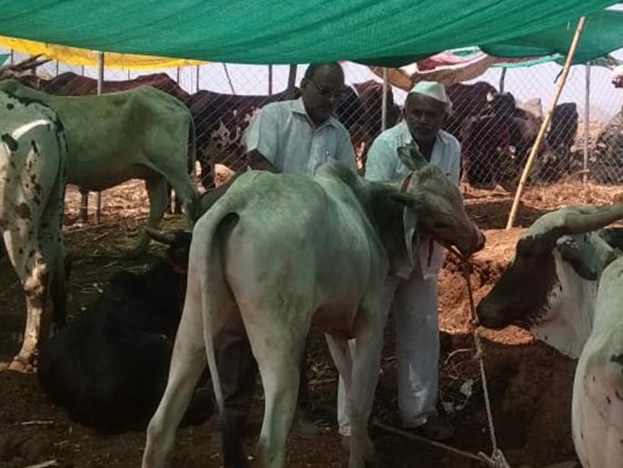 Vaccination of fodder camp animals at Aadwadi | आडवाडी येथे चारा छावणीतील जनावरांना लसीकरण Vaccination of fodder camp animals at Aadwadi | आडवाडी येथे चारा छावणीतील जनावरांना लसीकरण