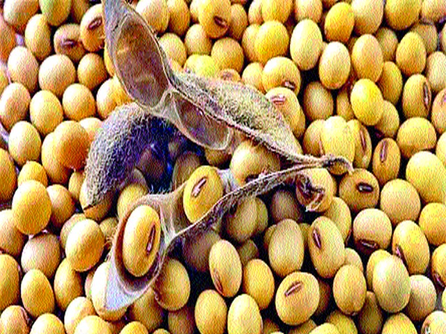 Soybean prices fell in the district | जिल्ह्यात सोयाबीनचे दर घसरले Soybean prices fell in the district | जिल्ह्यात सोयाबीनचे दर घसरले