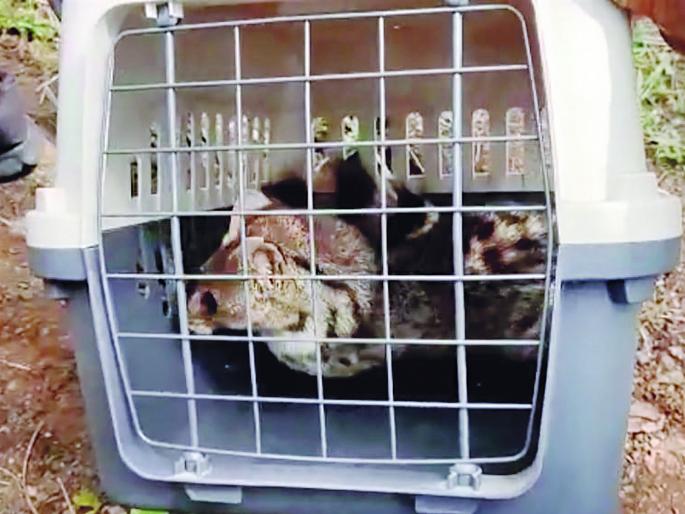 Udmanjar fell into a fifty feet deep well, pulled out after two hours of effort | पन्नास फूट खोल विहिरीत उदमांजर पडले, दोन तासांच्या प्रयत्नानंतर बाहेर काढले Udmanjar fell into a fifty feet deep well, pulled out after two hours of effort | पन्नास फूट खोल विहिरीत उदमांजर पडले, दोन तासांच्या प्रयत्नानंतर बाहेर काढले