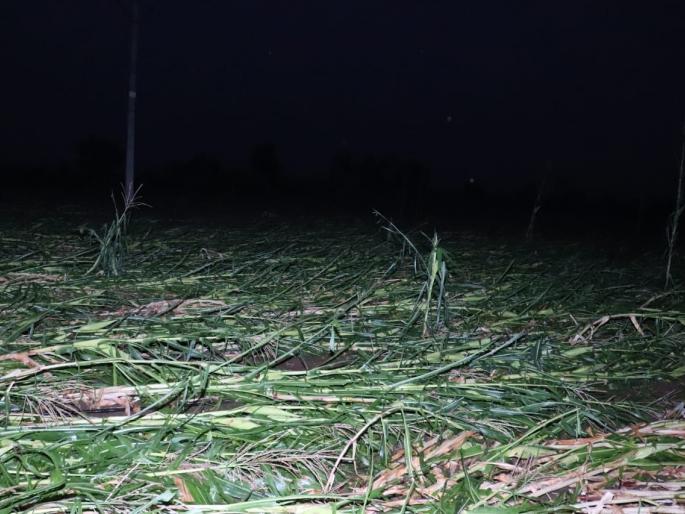 Crops on 1800 hectares damaged due to untimely rains in Chalisgaon | चाळीसगावला अवकाळी पावासाने अठराशे हेक्टरवरील पिकांचे नुकसान Crops on 1800 hectares damaged due to untimely rains in Chalisgaon | चाळीसगावला अवकाळी पावासाने अठराशे हेक्टरवरील पिकांचे नुकसान