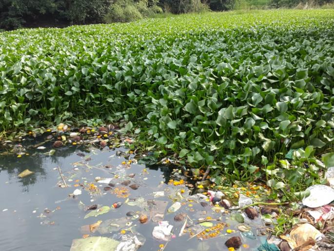 Due to pollution, the covering of waterfalls on Krishna river bed, the situation in Y Taluka | सातारा : प्रदूषणामुळे कृष्णा नदीपात्रावर जलपर्णीचे आच्छादन, वाई तालुक्यातील स्थिती
