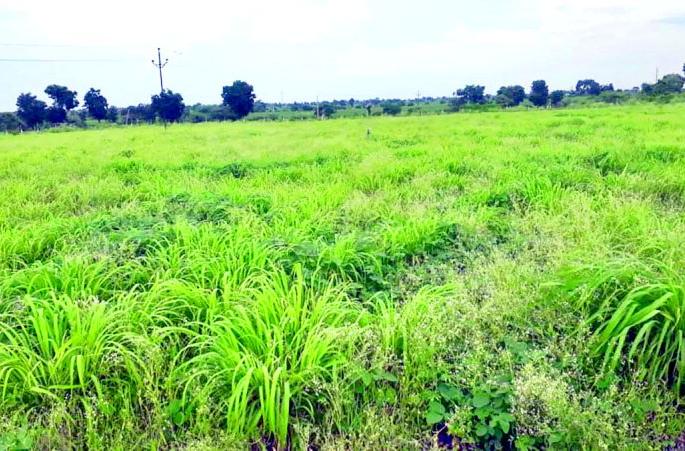 ‘Citronella grass’ farming experiment on six acres; Oil sales in Uttar Pradesh! | सहा एकरावर ‘सिट्रोनेला गवत’ शेतीचा प्रयोग; उत्तर प्रदेशात तेल विक्री !