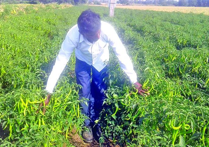 100 quintals of pepper in one and a half acre in Washim | दीड एकरात मिरचीचे १०० क्विंटल उत्पादन 100 quintals of pepper in one and a half acre in Washim | दीड एकरात मिरचीचे १०० क्विंटल उत्पादन