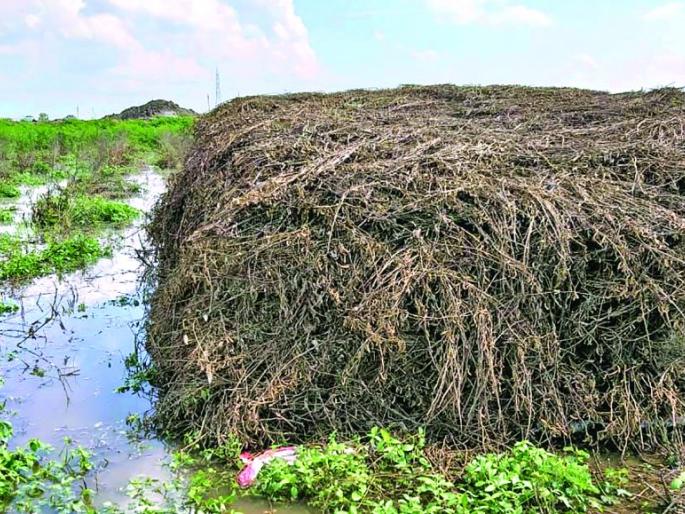 Washim: Report of only four talukas completed in 15 days! | वाशिम : १५ दिवसात केवळ चार तालुक्याचा अहवाल पूर्ण!