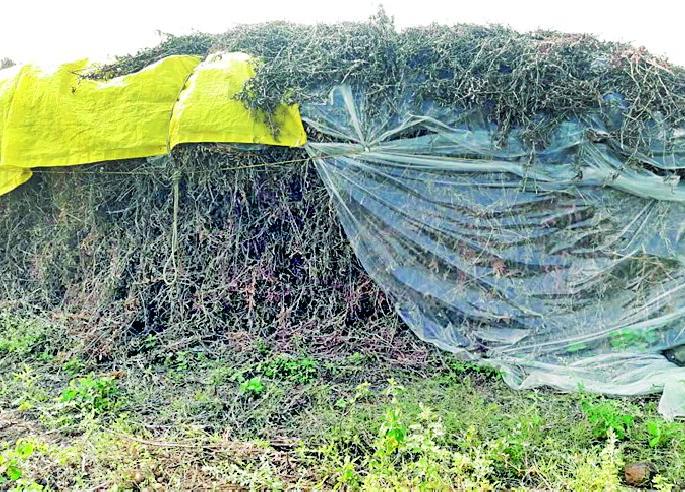 Due to the lack of roads, the farm is decaying | रस्त्याअभावी शेतातच सडतोय शेतमाल Due to the lack of roads, the farm is decaying | रस्त्याअभावी शेतातच सडतोय शेतमाल