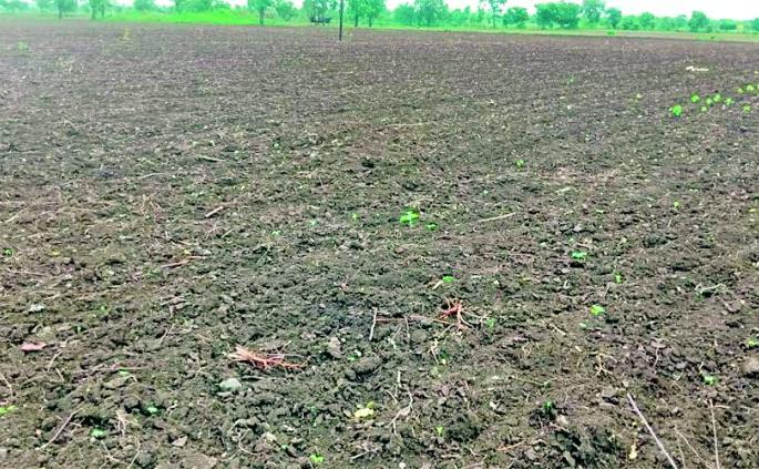 Raindrops; Crisis of double sowing | पावसाची दडी; दुबार पेरणीचे संकट