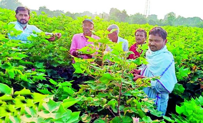 Bondworm infestation on cotton crop again | यंदाही कपाशी पिकावर बोंडअळीचे आक्रमण