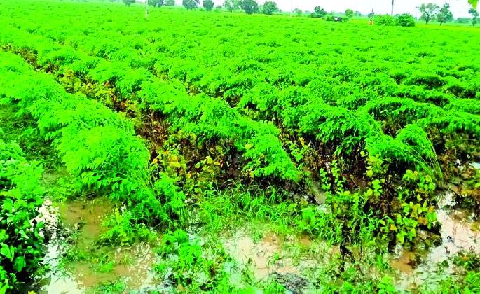 The production of tur, cotton and soybean is likely to decline this year | यंदा तूर, कपाशी, सोयाबीनच्या उत्पादनात घट येण्याची शक्यता The production of tur, cotton and soybean is likely to decline this year | यंदा तूर, कपाशी, सोयाबीनच्या उत्पादनात घट येण्याची शक्यता