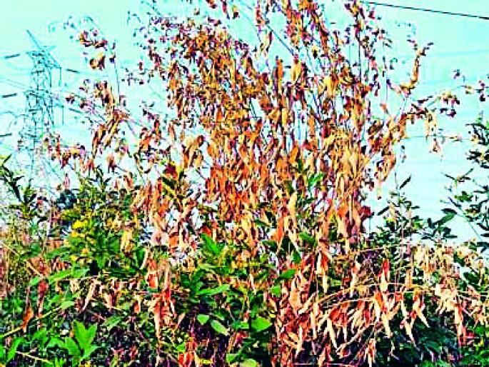 In Tilak, 18 thousand toor producers | तालुक्यातील १८ हजार तूर उत्पादक संकटात In Tilak, 18 thousand toor producers | तालुक्यातील १८ हजार तूर उत्पादक संकटात