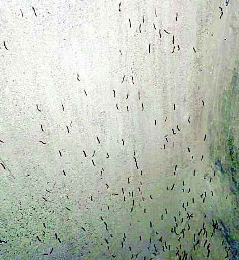 Fierce farmers are considered dangerous for soybean cultivation | सोयाबीनचे कुटार ठरतेय शेतकऱ्यांना घातक