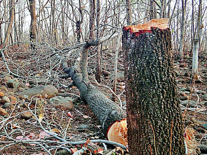 Sagavana smuggled in Telangana | सागवानाची तेलंगणात तस्करी Sagavana smuggled in Telangana | सागवानाची तेलंगणात तस्करी